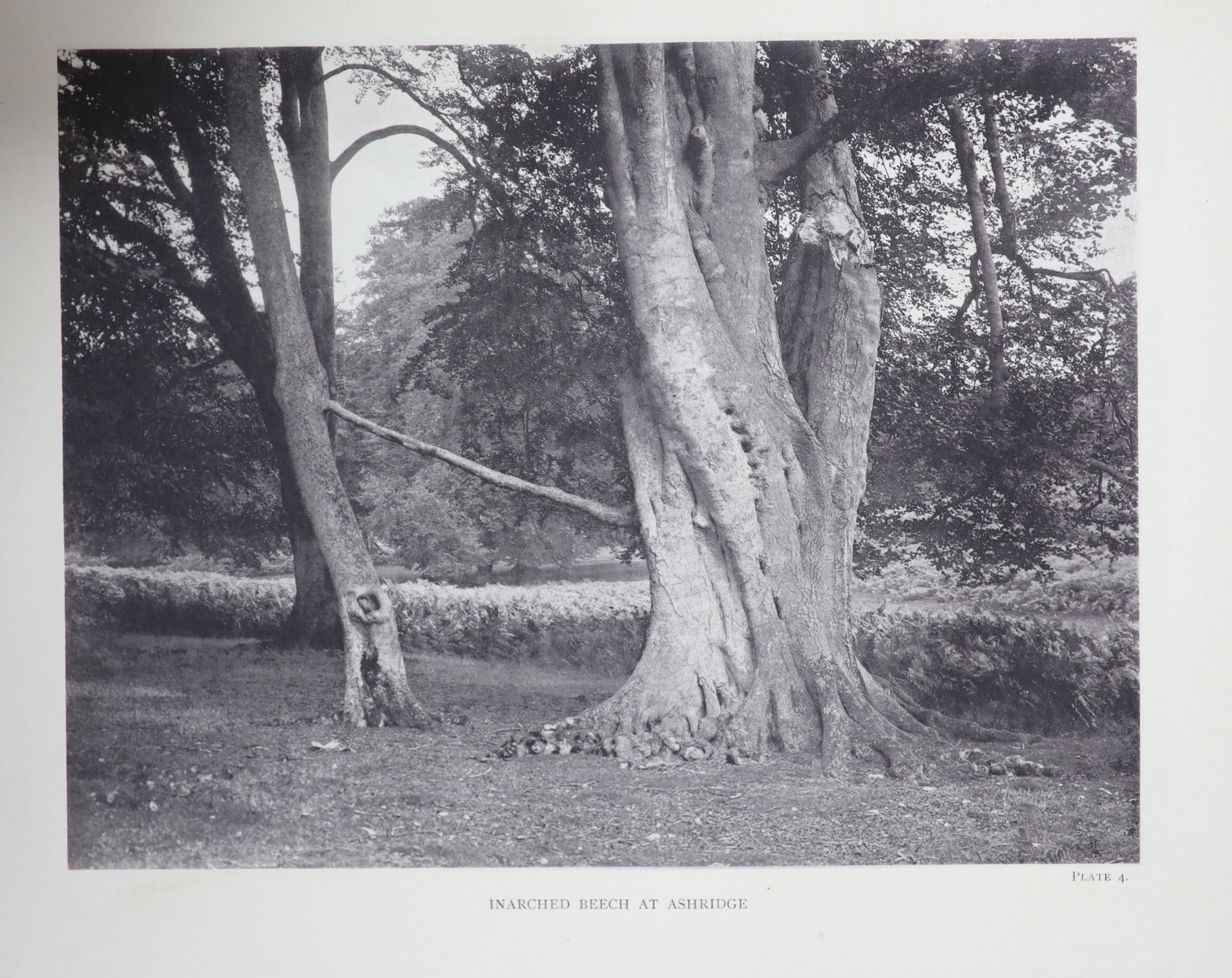 Elwes, Henry John and Henry, Augustine - The Trees of Great Britain and Ireland, 8 vols including index, contemporary green half morocco, spines faded, 7 colour titles, 412 plates, bookplate of Edward Hudson, Lindisfarne